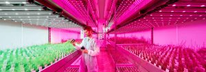 Socios de Philips LED Horticultura