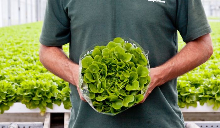 How different growing environments can influence nitrate levels in leafy greens