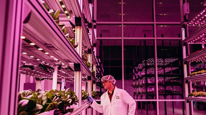 Philips Lighting - Agricultura urbana