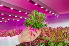 Módulo de producción LED GreenPower Static