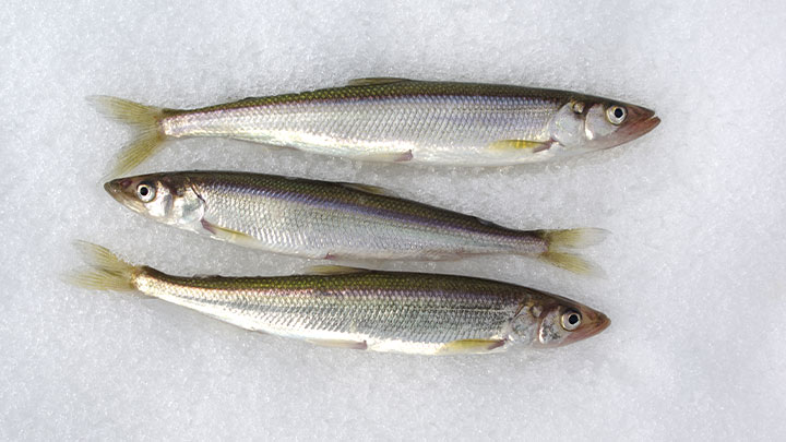 Pescado en hielo