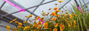 Suscríbete a la newsletter de soluciones LED para horticultura