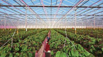 El invernadero de Brookberries cultiva fresas a lo largo de todo el año