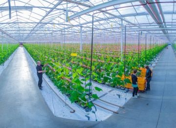 Calidad y producción de nuestras prácticas de cultivo