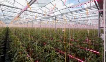 Crecimiento previsible y mayor calidad