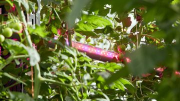 Iluminación LED intercalada Philips GreenPower