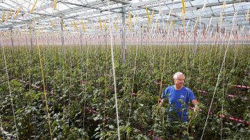 Invernadero de Gourmet Mokai