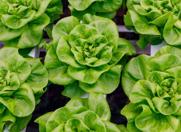 Crecimiento más rápido, plantas de mayor calidad, más pesadas y uniformes durante todo el año