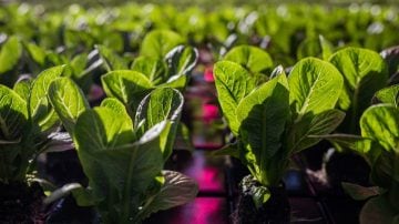 Cultivo de semillas